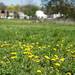 Grass has now grown over land that once occupied several businesses and a few residences on Water Street. Daniel Brenner I AnnArbor.com